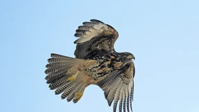 Geschickte Flugmanöver