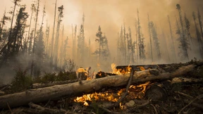 Klimawandel begünstigt laut Studie überwinternde Waldbrände