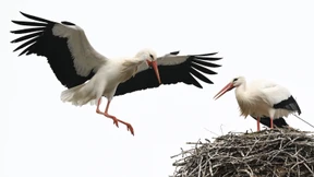 Big Brother aus dem Storchennest