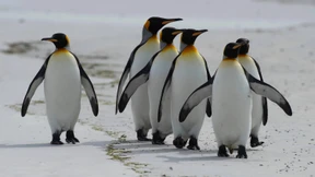 Putzige Pinguine erfreuen Touristen