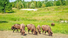 Wo Wisente durchs Dickicht streifen