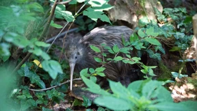 Der unsichtbare Vogel