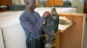 So viel mehr als nur ein Federkleid