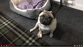 Geldstrafe für antisemitischen Mops