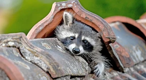 Die Hausbesetzer mit der Zorro-Maske