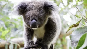 Koala-Waise Gulliver darf zurück in die Wildnis
