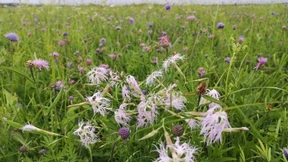 Globaler Naturschutzfonds startet mit deutscher Hilfe