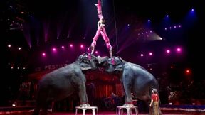 Die Tiernummern räumen ab