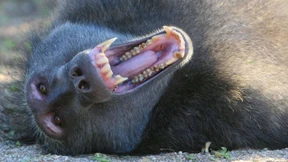 Kennenlernen mit Gewalt