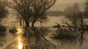 Sumpfhuhn müsste man sein 