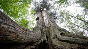 Was die Natur uns lehren kann