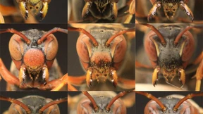 Gesichtskontrolle im Wespennest