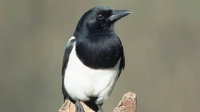 Elstern nach Angriff auf Kuhherde zum Abschuss freigegeben