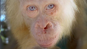 Seltener Albino-Orang-Utan auf Borneo entdeckt