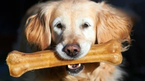 Salmonellen & Co.: Wie ansteckend sind Hund und Katze? 