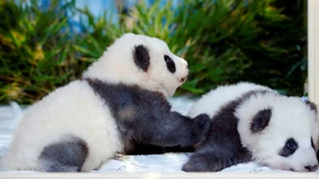 Panda-Zwillinge bekommen traumhafte Namen