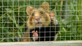 Big Brother im Hamsterbau