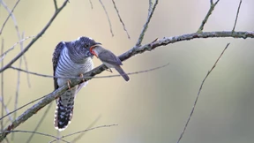 Warum der Kuckuck seine Eier färbt – und was das mit Genen zu tun hat