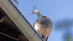 Es sitzt ein Pfau auf dem Haus