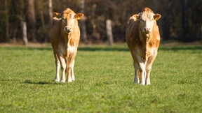 Leichtes Erdbeben in Niedersachsen