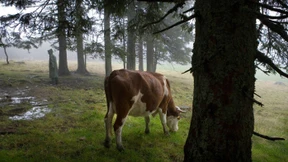 Mein Wald gehört mir