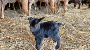 Jungtiere bei Zwergziegen im Opel-Zoo