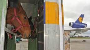 Die fliegenden Pferde