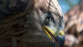 Kollisionsgefahr für Rotmilane