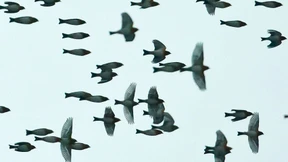 Kommt eine Million Vögel geflogen
