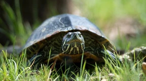 Schildkröte wandert wegen Beziehungsproblemen Richtung Autobahn