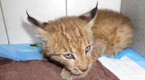 „Luchsi“ darf bald wieder in die Freiheit zurück