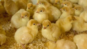 Tierschutzbeauftragte: Küken-Töten bis 2020 beendet