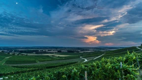 Turbo-Lese für perfekte Trauben