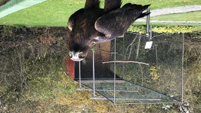 Steppenadler im Goldsteinpark