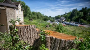 Sorge um Bäume und Stadtbild