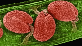 Am Lenkrad der Evolution