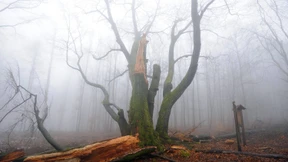 Verhaftung erst Jahrzehnte nach Vergewaltigung und Mordversuch