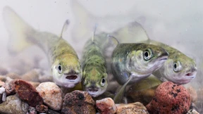 Wandernde Fische weltweit im Abwärtssog