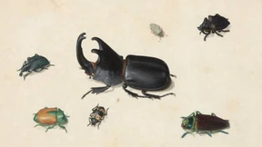 Die Wunderwelt des Pieter Holsteijn