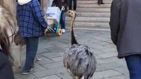 Saftige Geldstrafe für Spaziergang mit Emu 