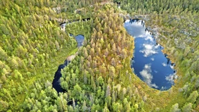 Taugt der Wald als Geldanlage?
