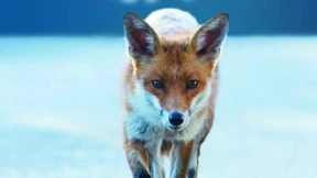 Nur Persönlichkeiten taugen als Einwanderer