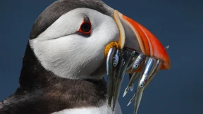 In der Seevögel-Metropole