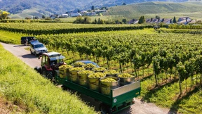 Winzer hoffen auf goldenen Oktober