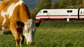 Kuh legt Bahnverkehr zwischen Kassel und Würzburg lahm 