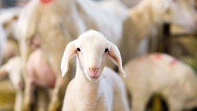 Das Lamm, ein Symbol des Lebens