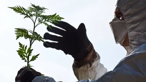 Pollen sind die neuesten „Treiber“ der Pandemie