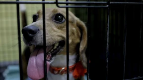 4.000 Beagle-Hunde suchen Zuhause