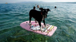 Hier fühlen sich alle Pudel wohl