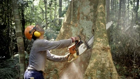 Gebt den Pflanzen endlich mehr Würde